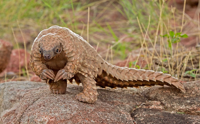 Someone Noticed That Baby Pangolins Always Look Like They’re Waiting To Nervously Ask You To Prom