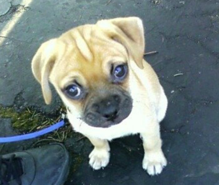 Our Baby Boy Pugsly When He Was 10 Weeks Old. He Will Be 11 Yrs Old In Dec. & Still Acts Like A Puppy.