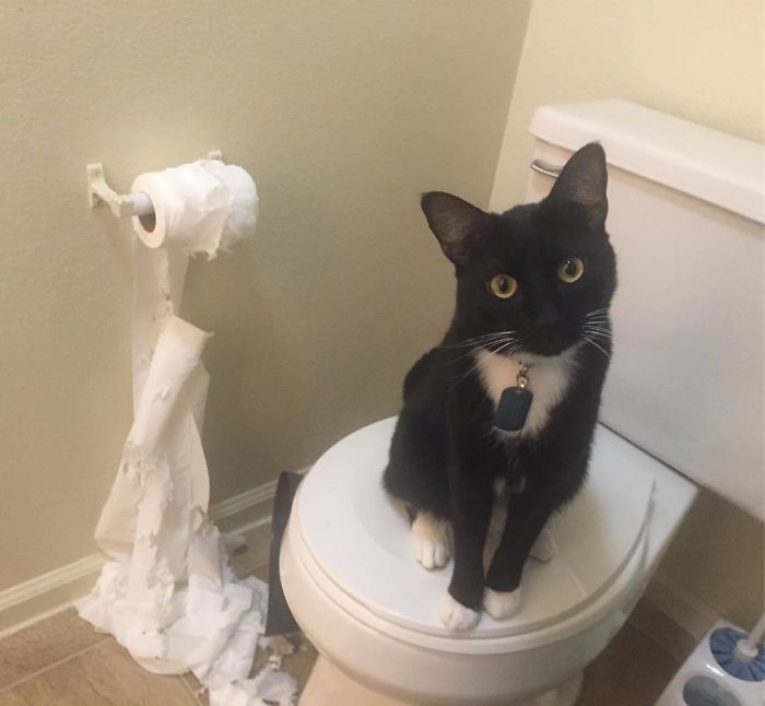 I Don't See What The Problem Is, Human