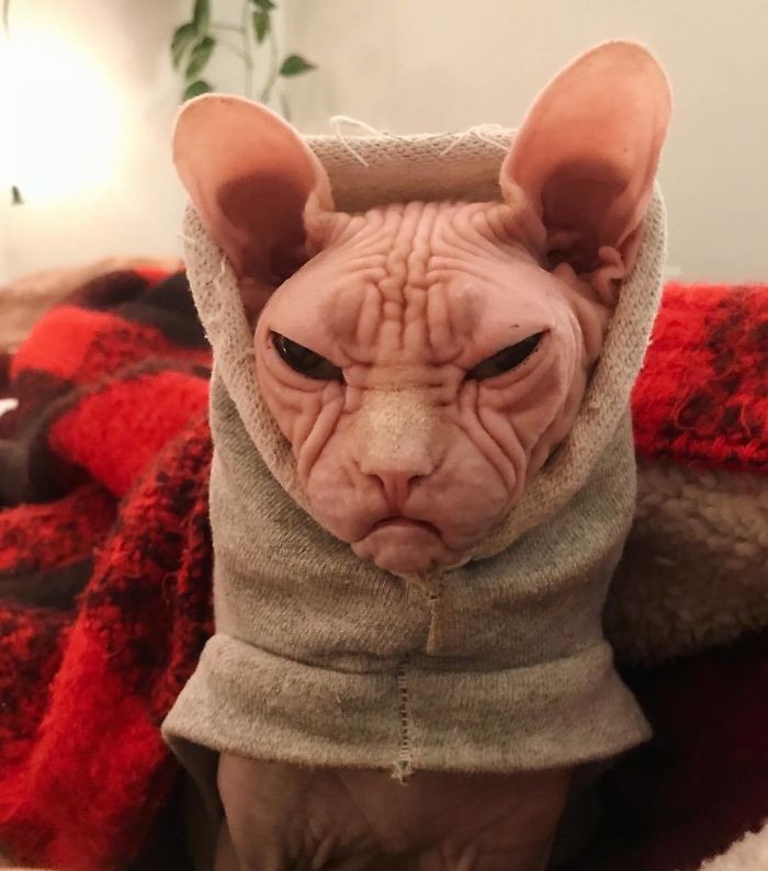 Grumpy-Cat-Loki-The-Sphynx