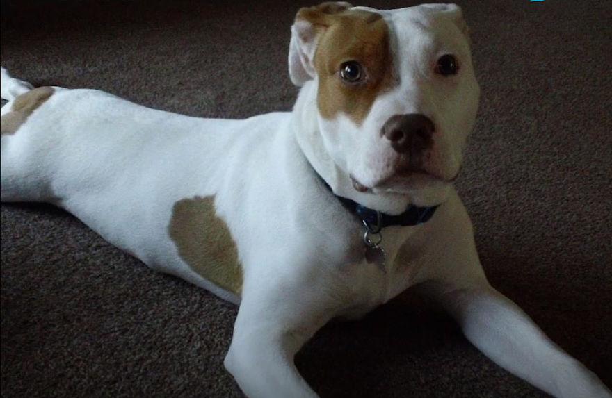After Being Abandoned 5 Times, This Deaf Pup Finds His Home And Learns Sign Language