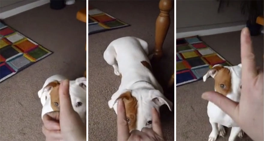 After Being Abandoned 5 Times, This Deaf Pup Finds His Home And Learns Sign Language