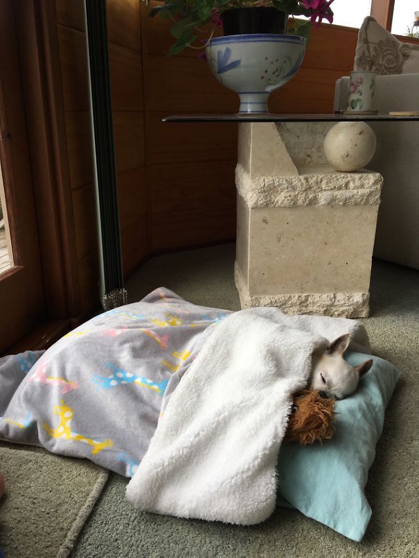 Dog Finds It Difficult To Sleep During Thunderstorms, But This Woman Knows A Sweet Solution