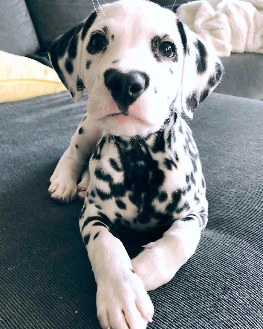 This Adorable Puppy Is Stealing Everyone's Hearts, And It's Obvious Why |  Bored Panda