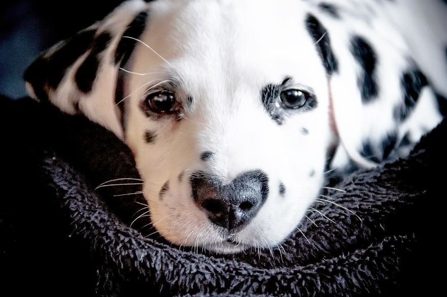 Dog With Heart Mark On Nose Enchants Where It Passes