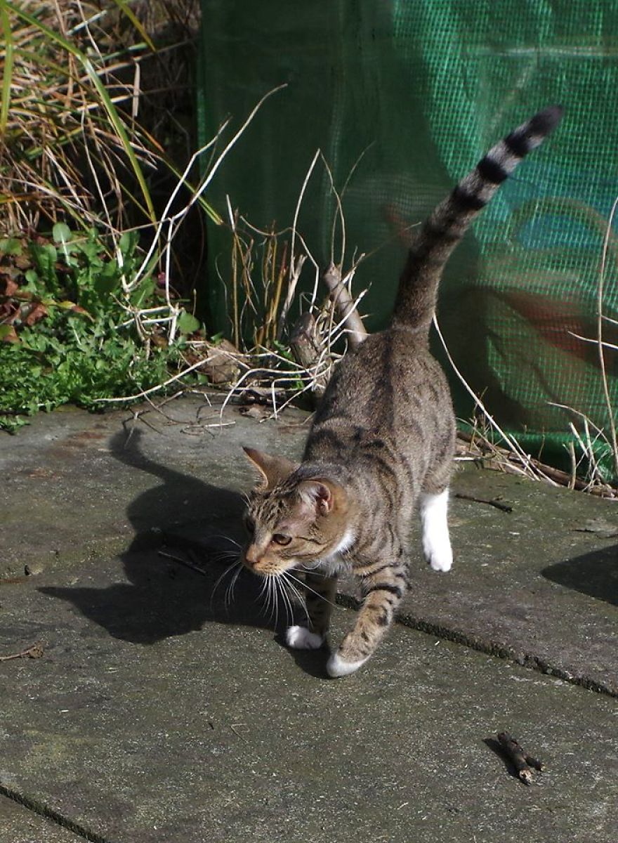 Edmund The Jumping Kitty Goes Outside For The First Time