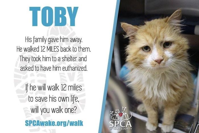 After A Family Abandons Their Cat, He Walks Back 12 Miles Just To Be Rejected Again