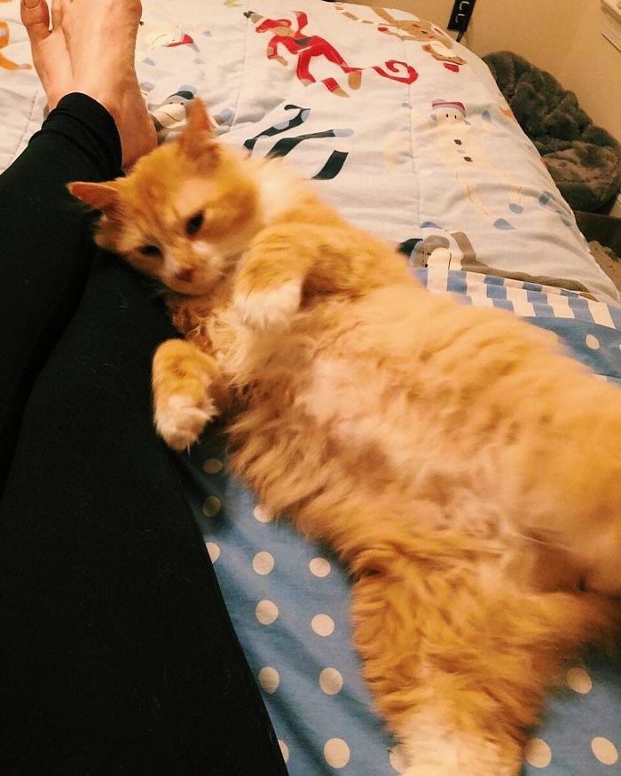 After A Family Abandons Their Cat, He Walks Back 12 Miles Just To Be Rejected Again