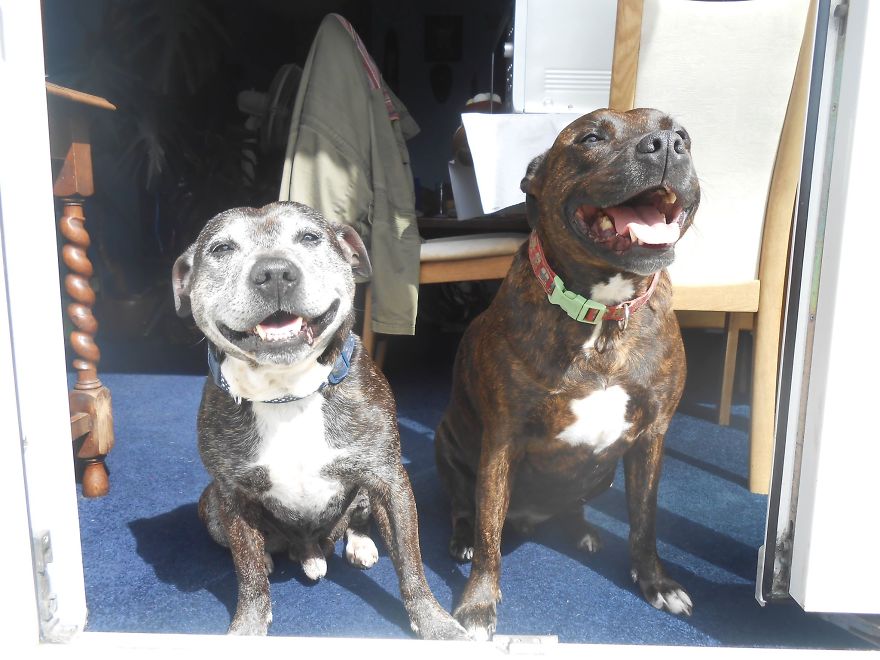 I Spoke To A Woman Who Has Fostered 36 Elderly And Neglected Dogs In The Space Of Three Years