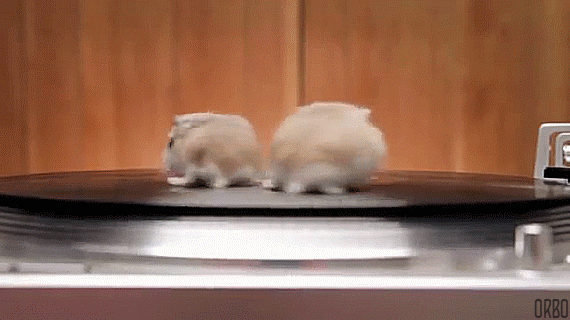 I Compiled The Top 10 Most Weird Gifs