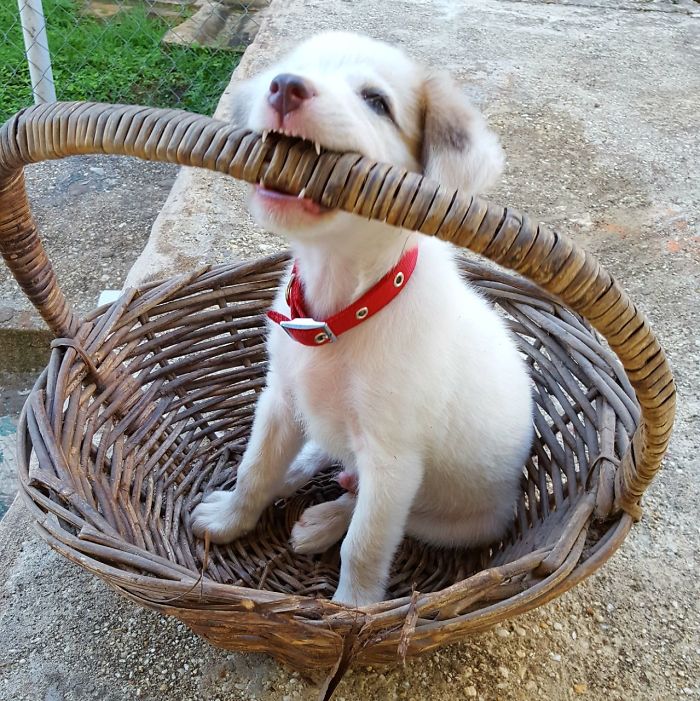 Basket With Puppy!