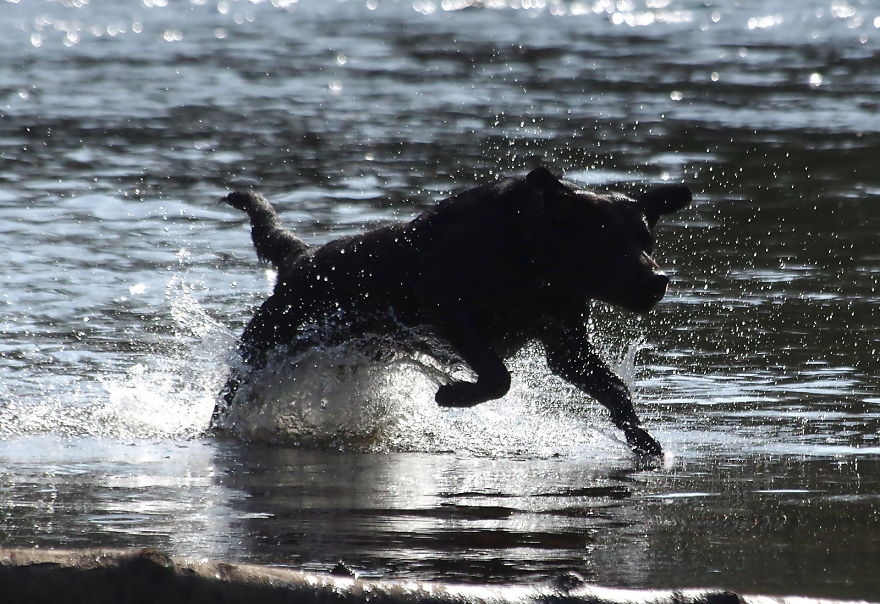 Otis The Black Labrador Loves Playing In The River Dee In North Wales