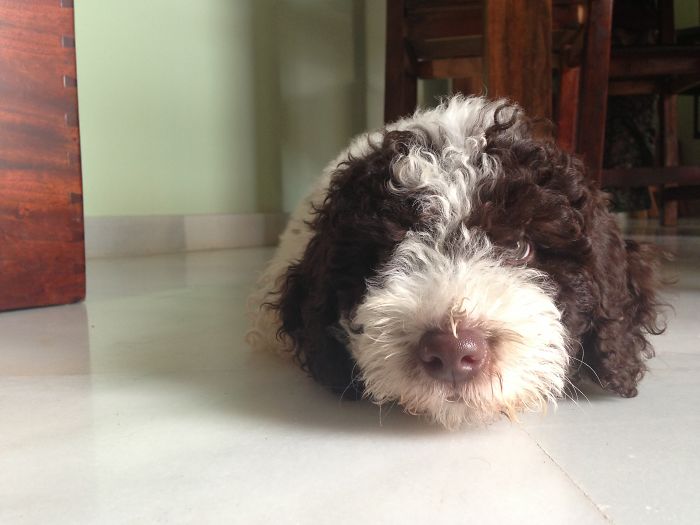 This Is Duncan, My Spanish Water Dog