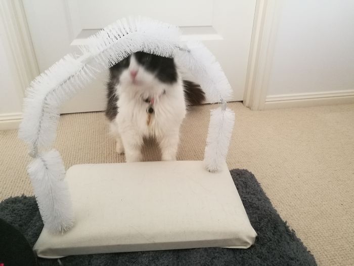 Made A Bristle Arch Out Of Bottle Brushes For My Cat To Groom Herself