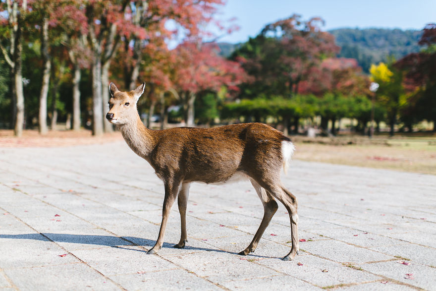 Nara Park, Nara