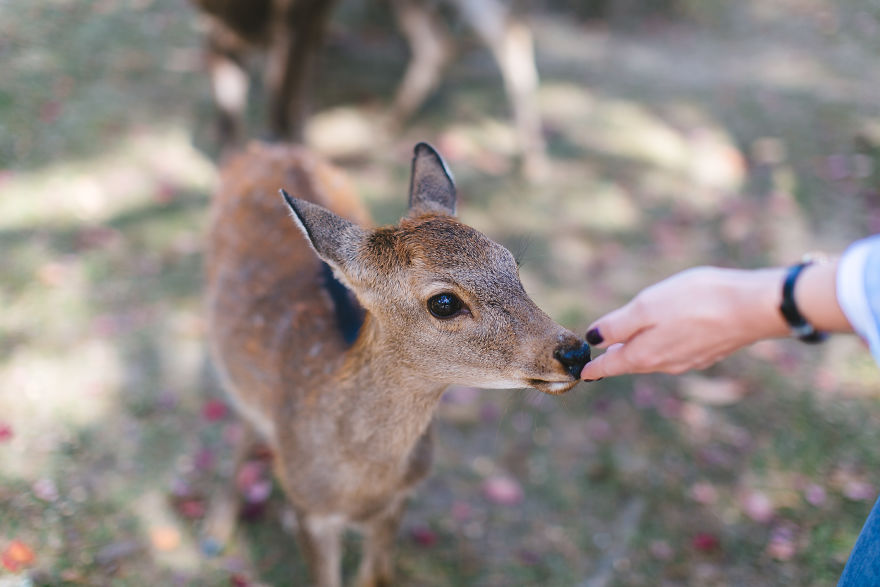 Deer In Nara Park
