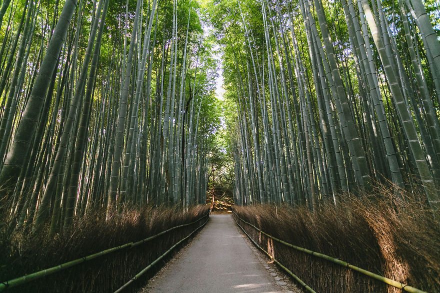 Arashiyama Bamboo Groves, Western Kyoto