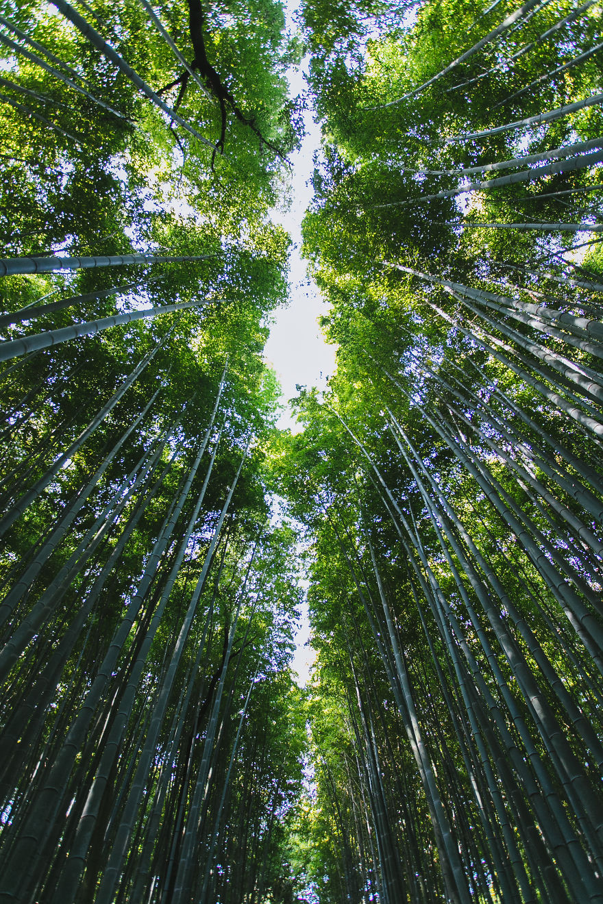 Bamboo Groves, Western Kyoto