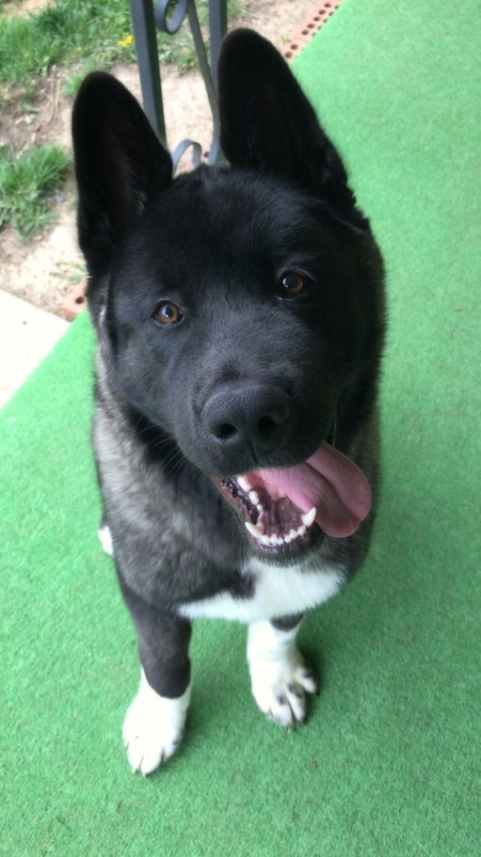 Family Has Been Documenting The Growth Of Their Akita Puppy For 6 Months, And It's Now A Bear