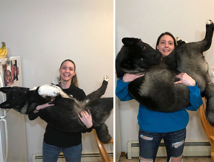 Family Has Been Documenting The Growth Of Their Akita Puppy For 6 Months, And It's Now A Bear
