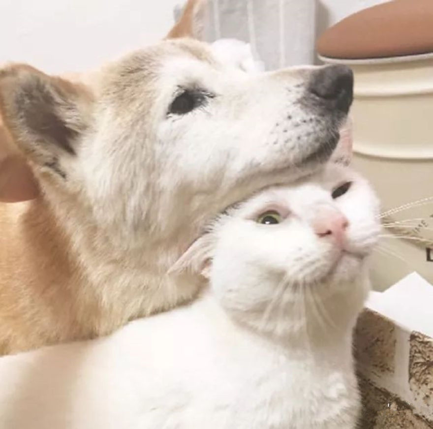 Leaving His Best Cat Friend Alone, The Dog With Alzheimer Went To Heaven…