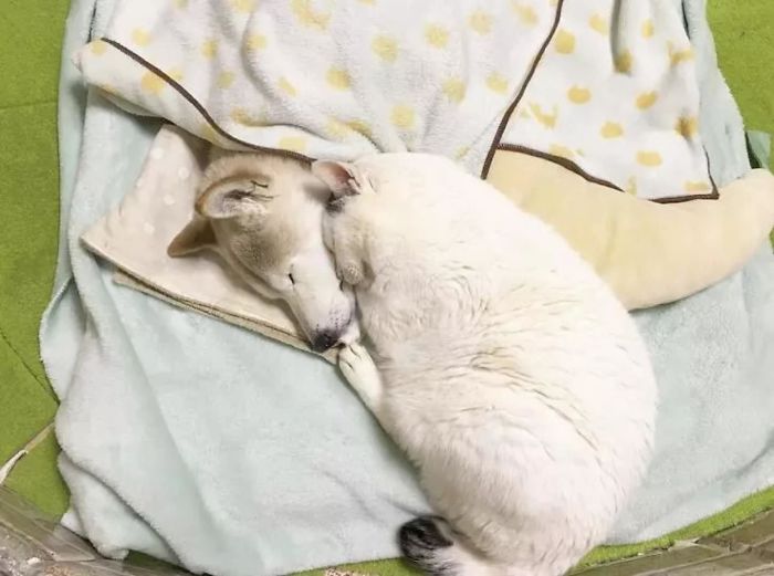 Leaving His Best Cat Friend Alone, The Dog With Alzheimer Went To Heaven…