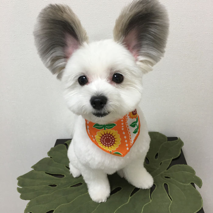 Funny-Fluffy-Ears-Dog-Goma