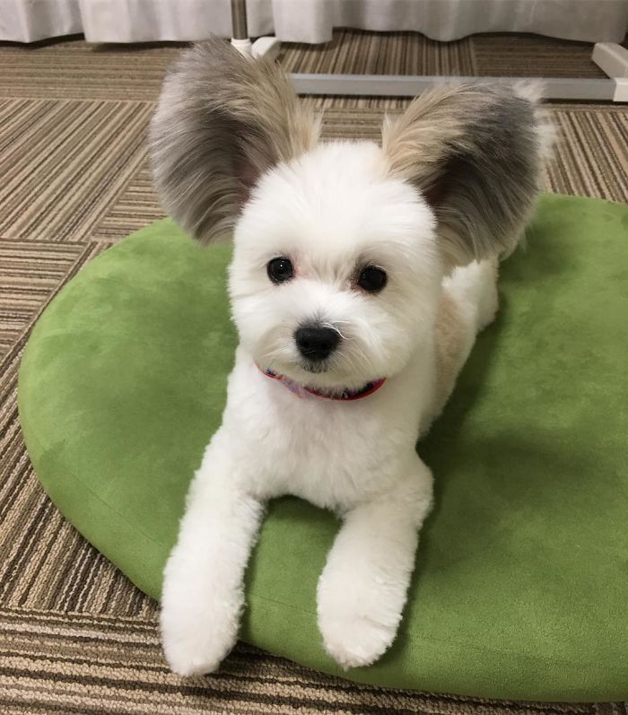 Funny-Fluffy-Ears-Dog-Goma
