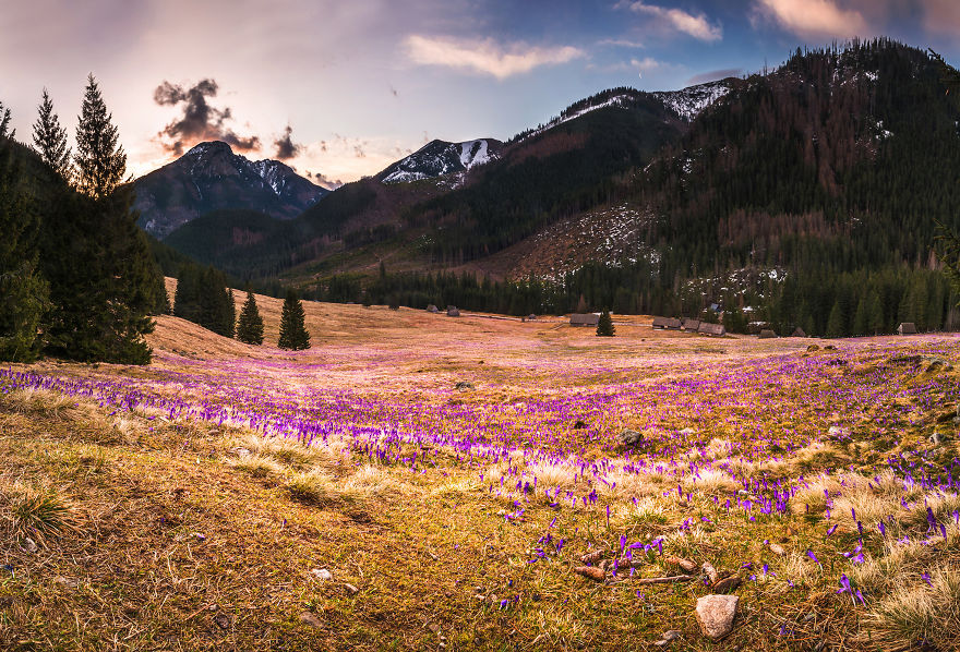 I Capture The Surreal Beauty Of Spring In Mountain Meadows In Poland