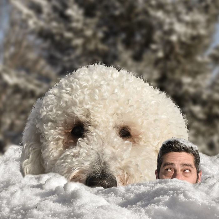 Photographer Makes Funny Montages With Photos Of His Giant Dog (New Pics)