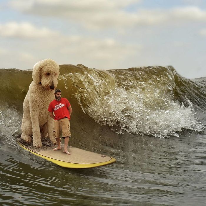 Photographer Makes Funny Montages With Photos Of His Giant Dog (New Pics)