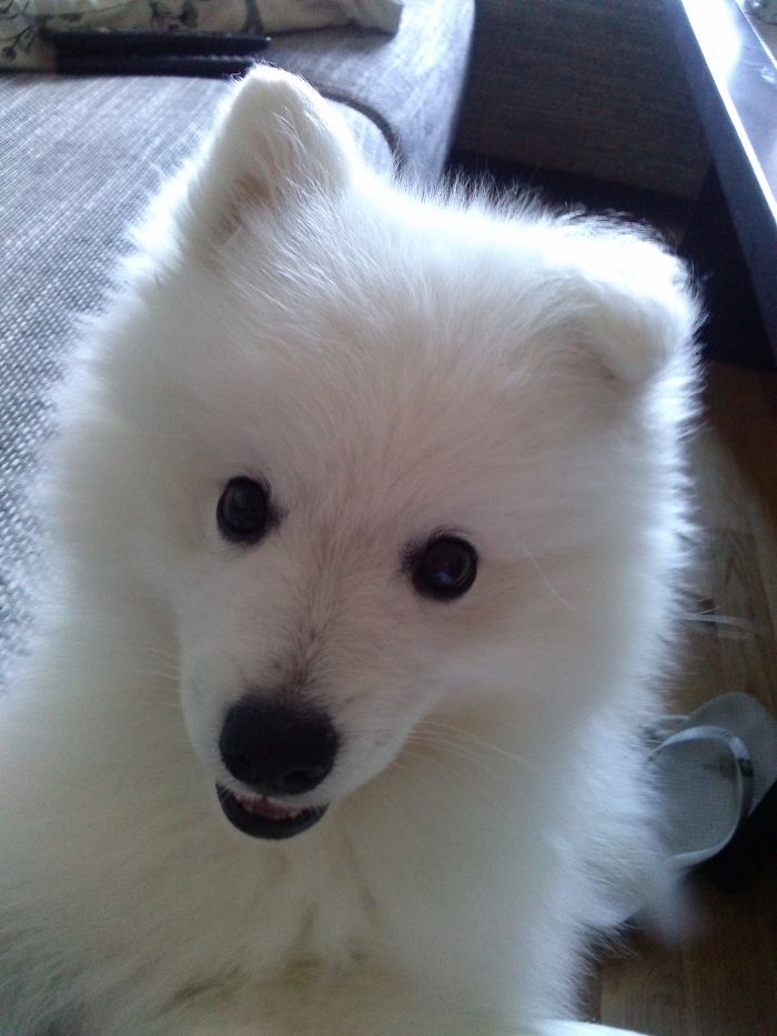Shiro, Our Very Loved Japanese Spitz