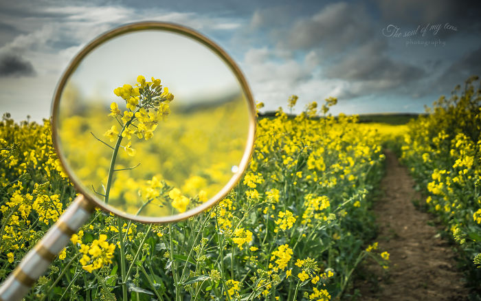 I Found This Magnifying Glass At A Flea Market, And Decided To Capture The Beauty Of Spring