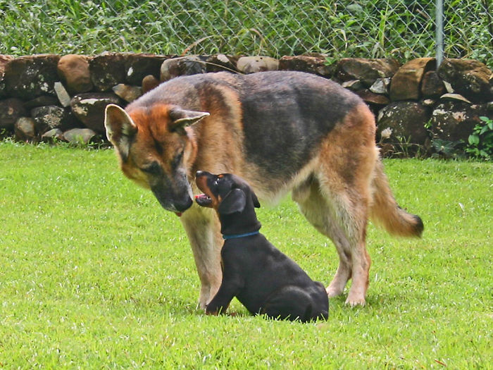 Grotto (German Shepherd) And Kasper (Rottweiler)