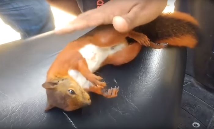 Watch Man Revive A Squirel After Getting Electrocuted And It's Both Sad And Amazing