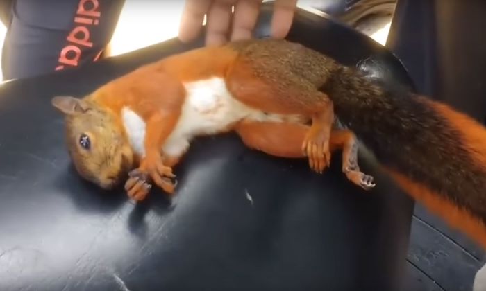 Watch Man Revive A Squirel After Getting Electrocuted And It's Both Sad And Amazing