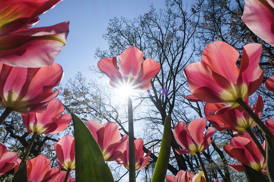We Captured The Incredible Transformation Of The Netherlands When All 7 Million Tulips Bloom At Once
