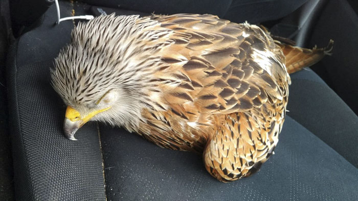Man Rescued Injured Bird, And Now He Probably Wishes He Hadn't 