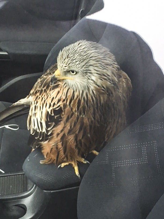 Man Rescued Injured Bird, And Now He Probably Wishes He Hadn't 