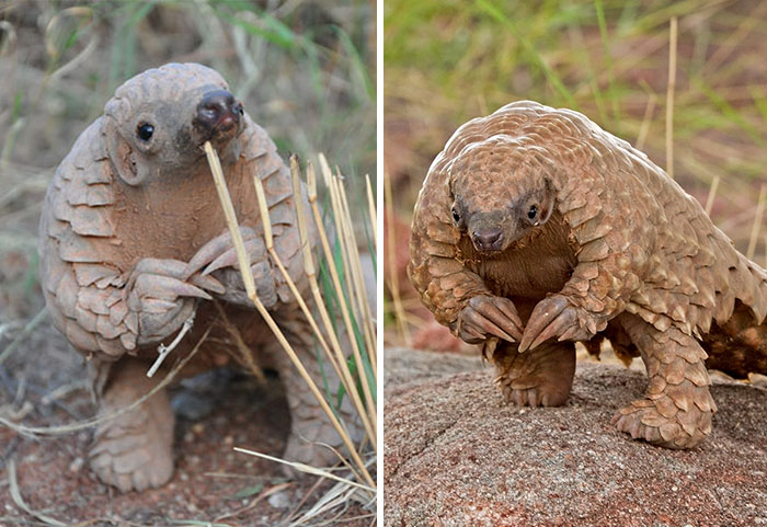Someone Noticed That Baby Pangolins Always Look Like They’re Waiting To Nervously Ask You To Prom