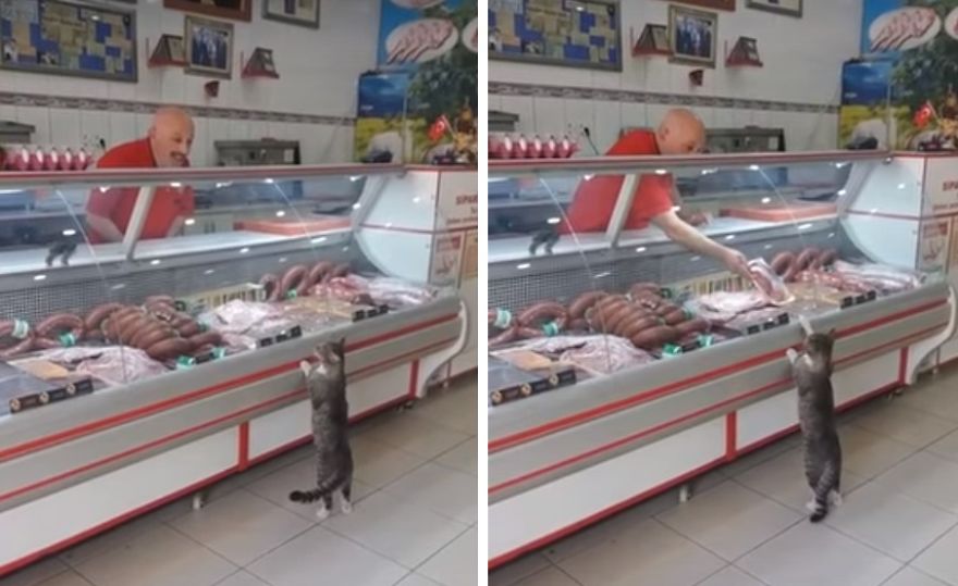 The Butcher Clerks The Cat As A Customer And He Gets What He Wants