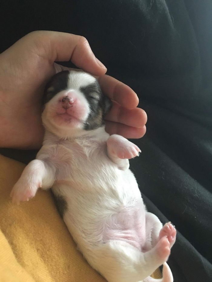This Is Our Long Haired Chi, Kiwi, When She Was A Couple Of Days Old 😍