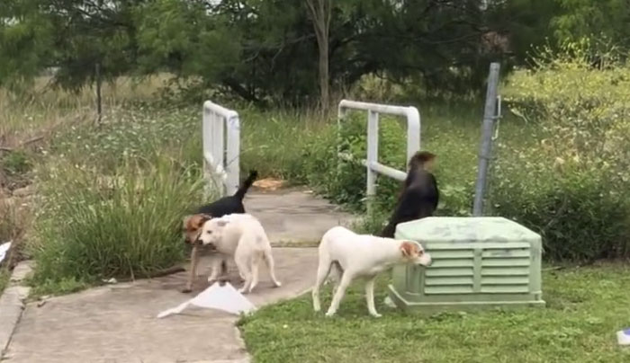 Esta mujer fue pillada mientras abandonaba a sus 4 perros, y se llevó su merecido
