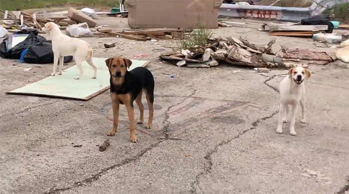 Esta mujer fue pillada mientras abandonaba a sus 4 perros, y se llevó su merecido