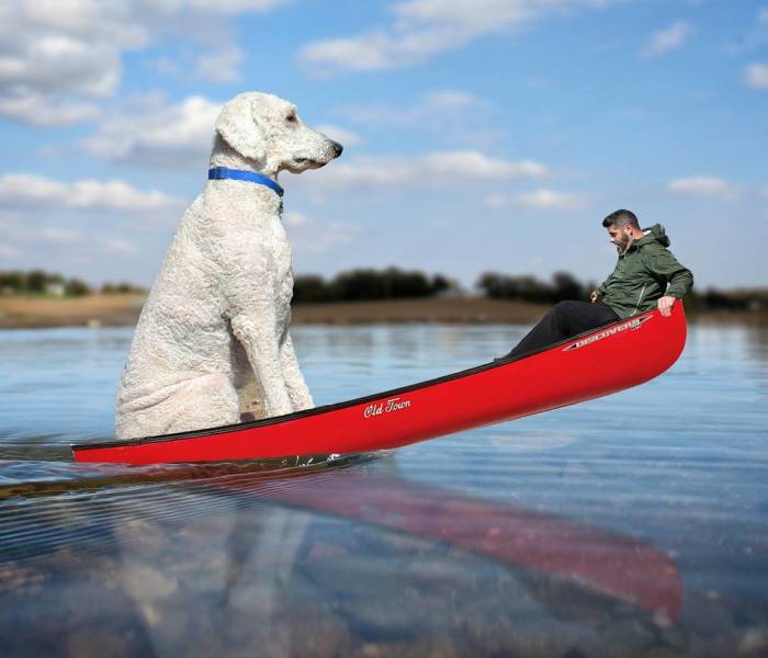 Photographer Creates Amusing PS Manipulations Featuring His Giant Dog