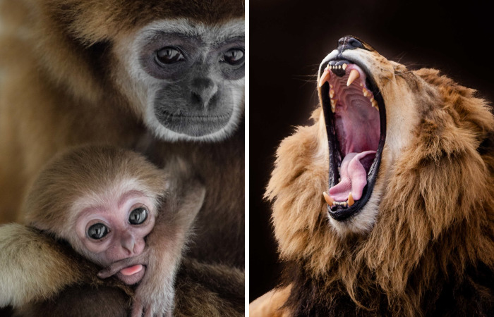 I’ve Been Photographing Animals For 12 Years