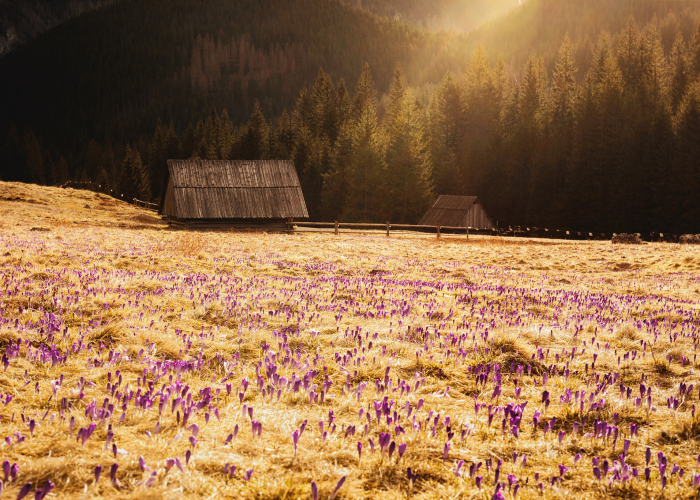 I Capture The Surreal Beauty Of Spring In Mountain Meadows In Poland