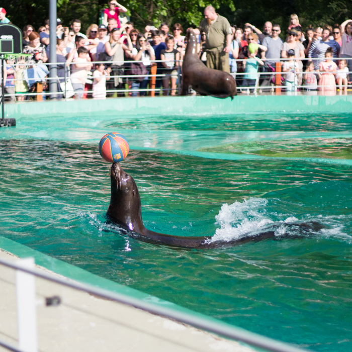 I Went To The Budapest Zoo To Take Some Real Pics.