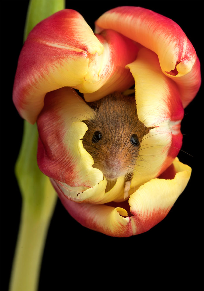 Photographer Tiptoes Through The Tulips To Photograph Mice (20 Pics)