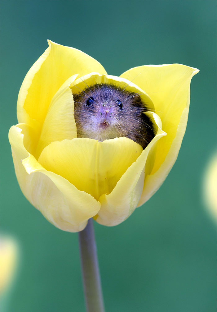 Photographer Tiptoes Through The Tulips To Photograph Mice (20 Pics)